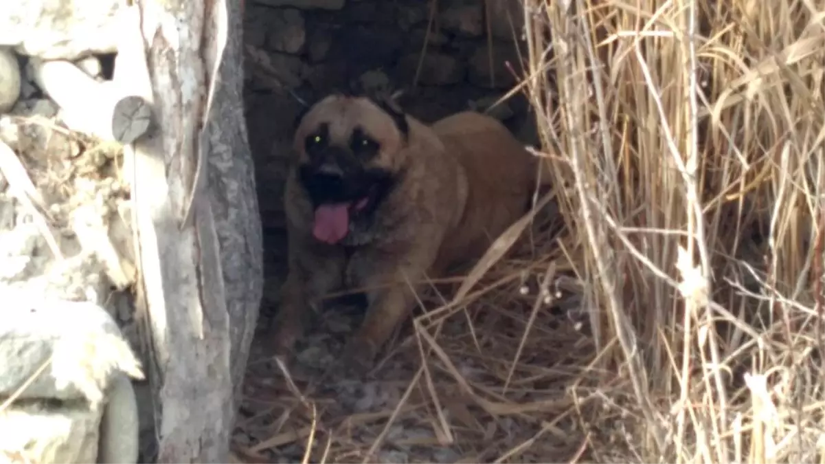 Burdur\'da Köpek Dövüşü İddiası