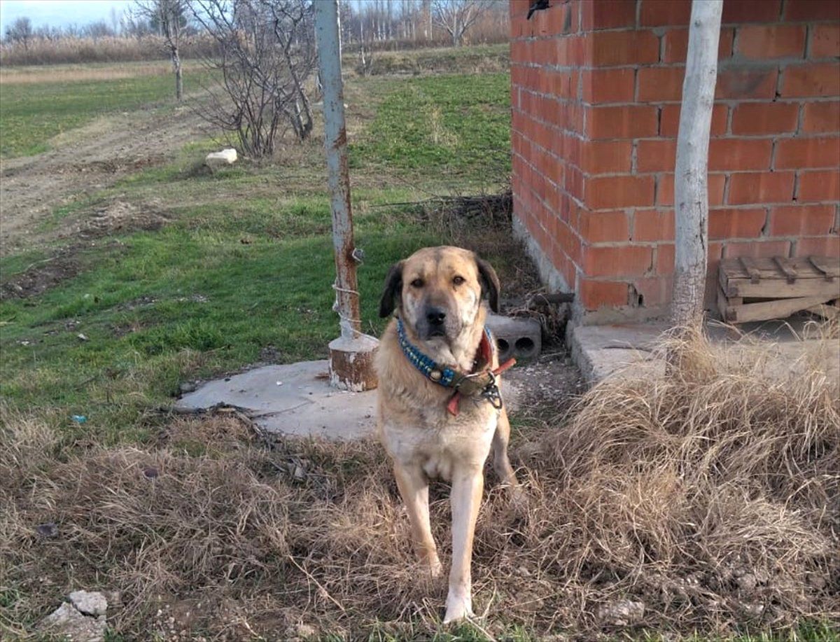 Burdur\'da Köpek Dövüşü İddiası