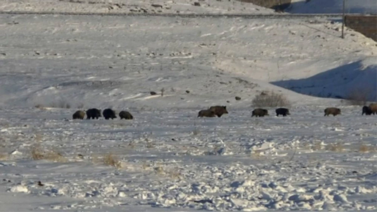 Kars\'ta Aç Kalan Domuz Sürüsü Köye İndi