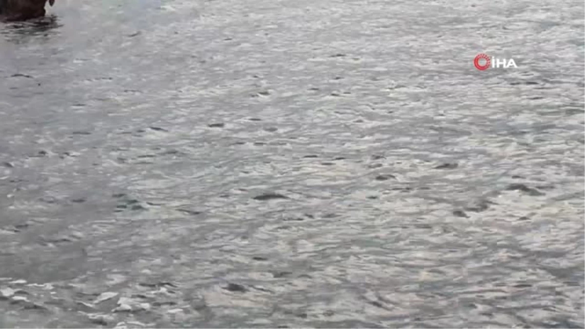 Kaş Kıyılarında Akdeniz Foku Görüldü