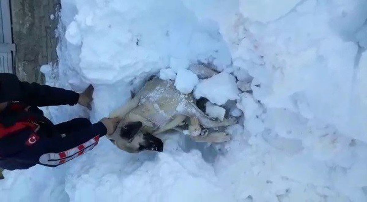 Üzerine Kar Yığını Düşen Köpek Kurtarıldı