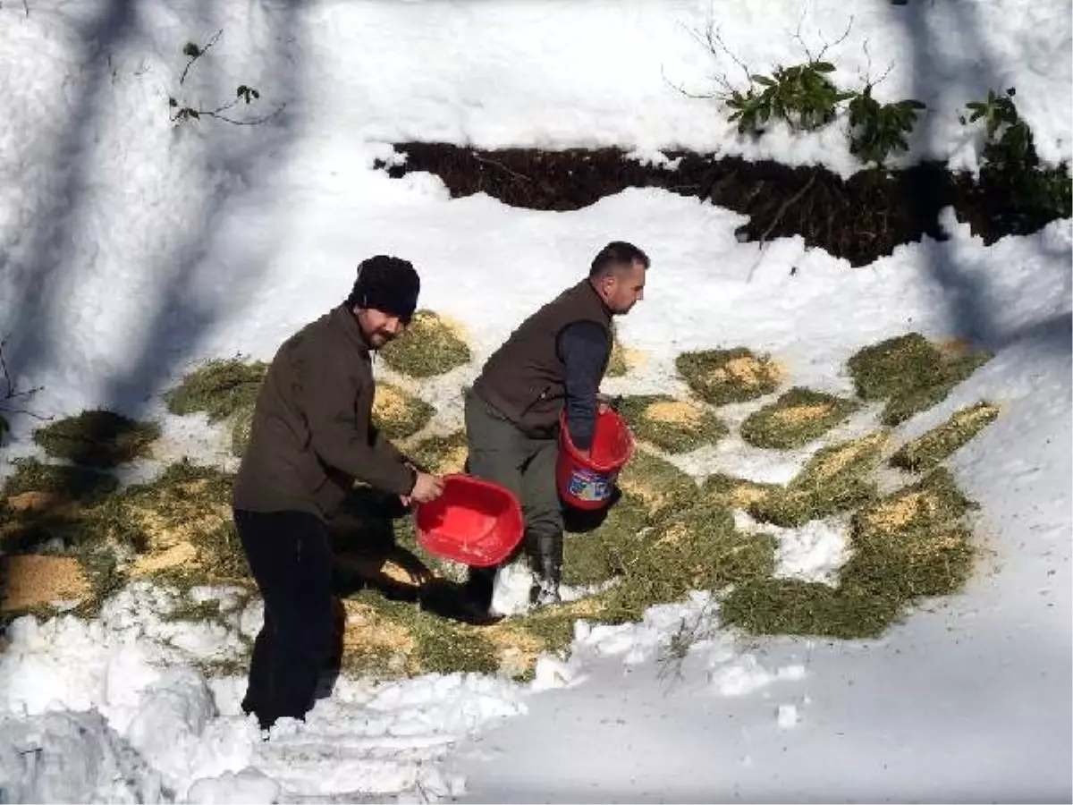 Yaban Hayvanları İçin Yem Bırakıldı