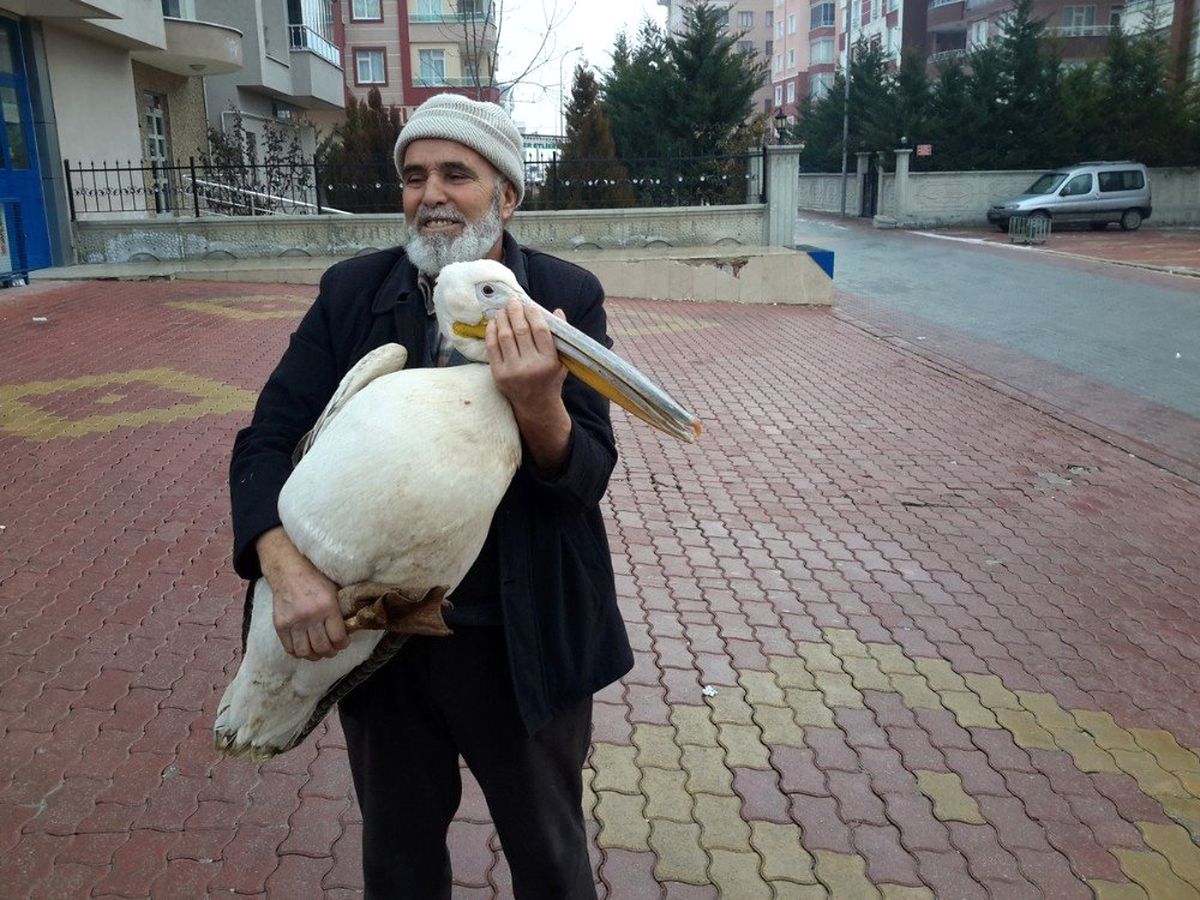 Yaralı Pelikanı Evinde Balıkla Besledi