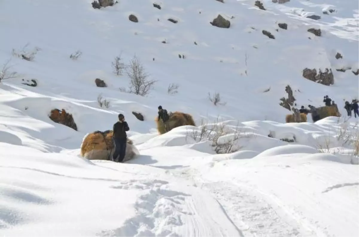 Yazın Biçtikleri Otları Kışın Kızakla Köye Taşıyorlar