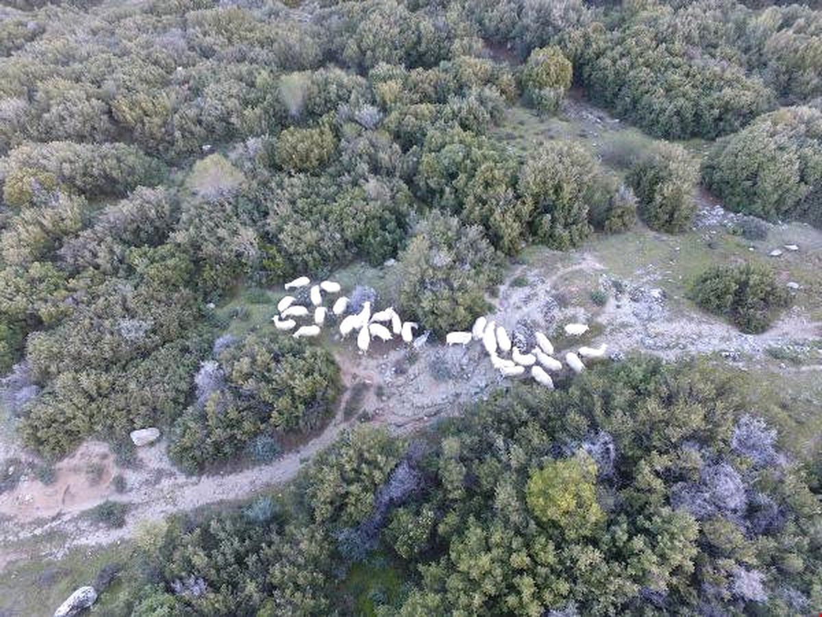 Çanakkale\'de Otlarken Kaybolan 30 Küçükbaş, Drone ile Bulundu