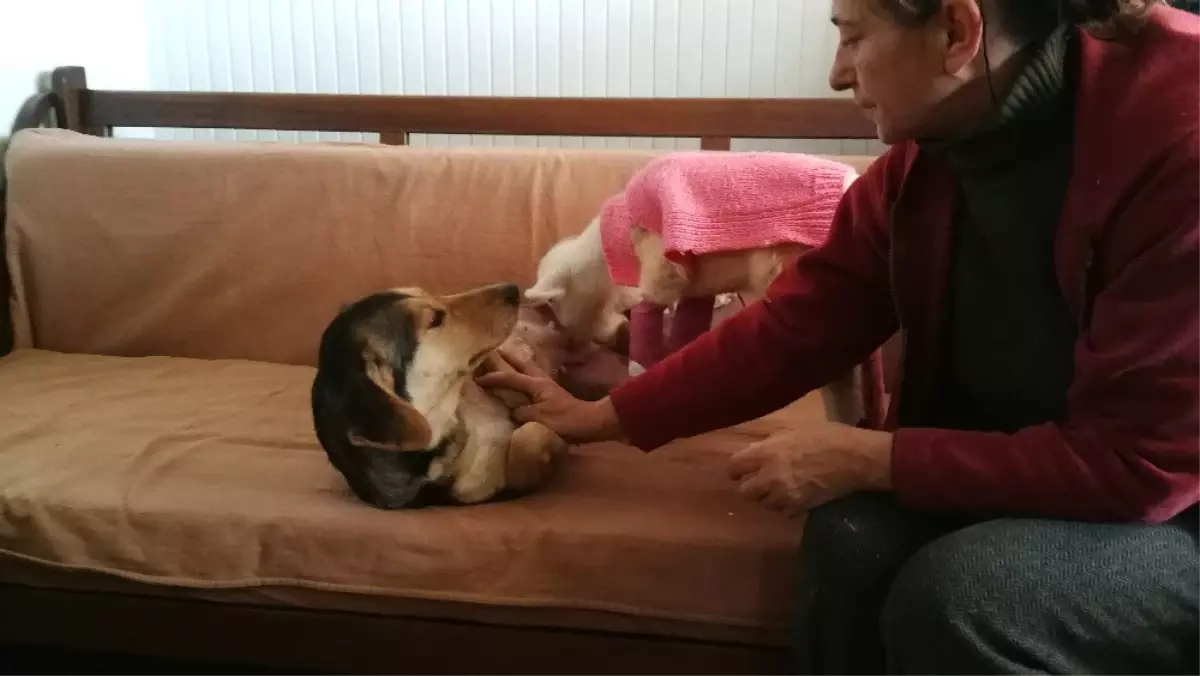 Felçli Kuzunun Süt Annesi Bir Köpek