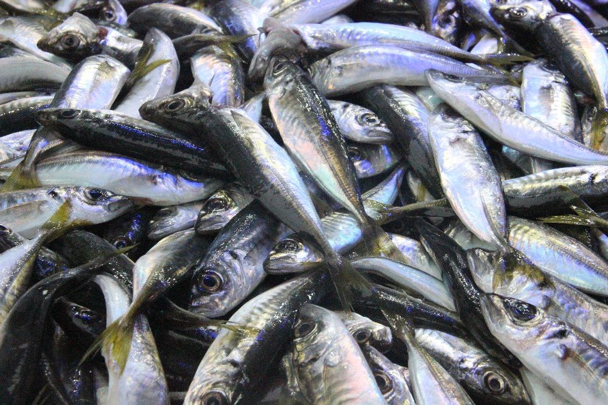 Karadeniz\'de İstavrit Bolluğu