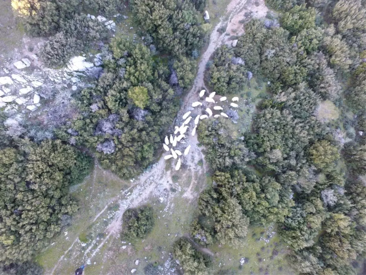 Kaybolan Koyunlar Drone ile Bulundu