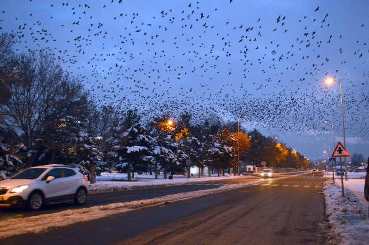 Kayseri\'de Kargalar Gökyüzünü Kapladı