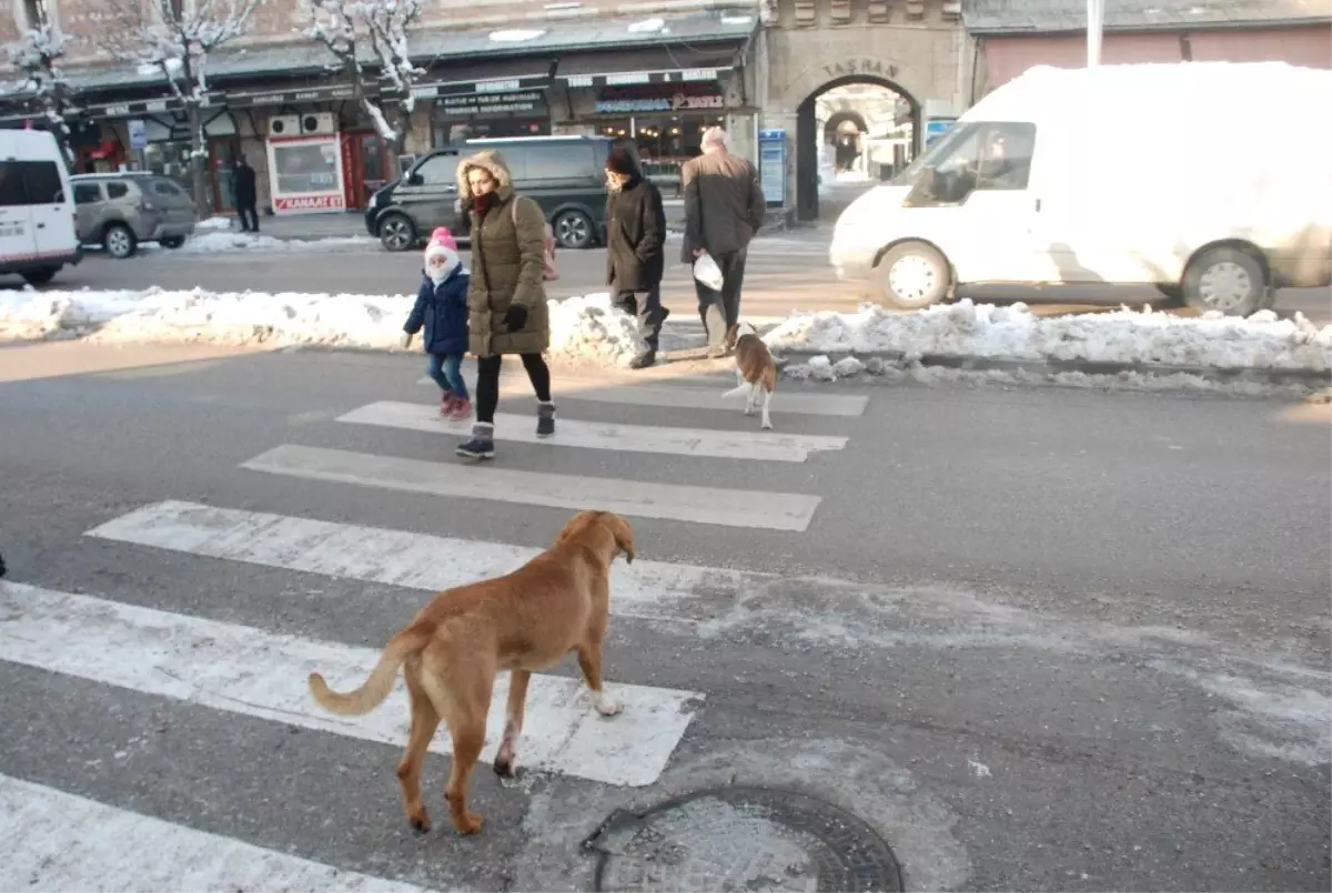 Köpeklerin Yaya Geçidini Kullandığı Anlar Kameraya Yansıdı