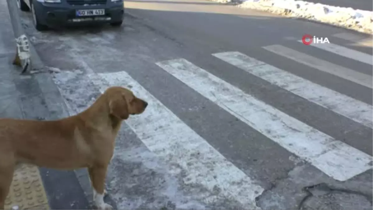 Köpeklerin Yaya Geçidini Kullandığı İlginç Anlar Kamerada