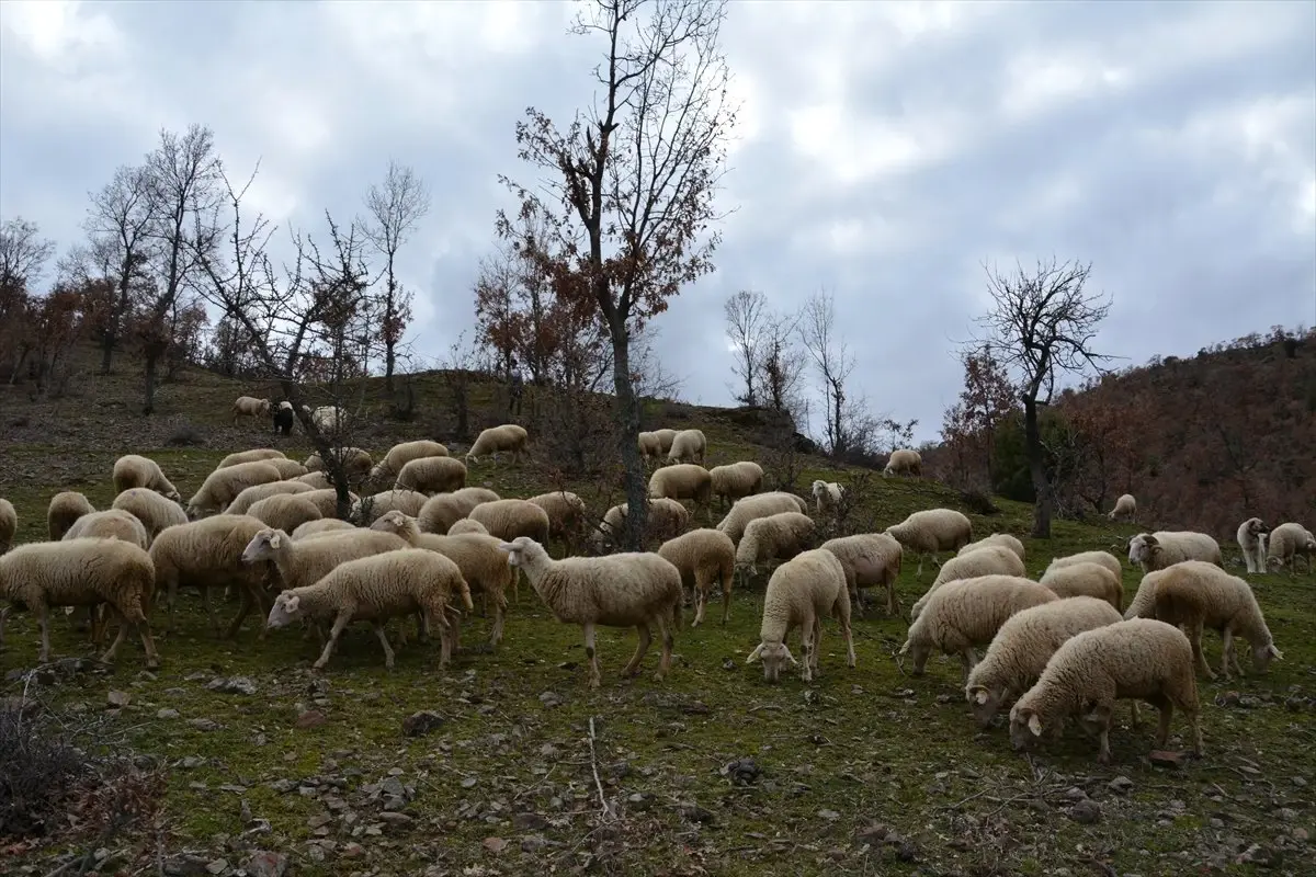 Manisa\'da Sürüye Saldıran Kurtlar 11 Hayvanı Telef Etti