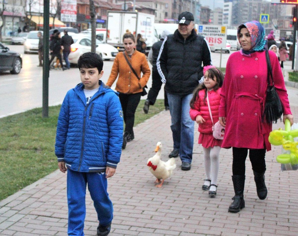 Metropol Ördek Hayatını Kaybetti