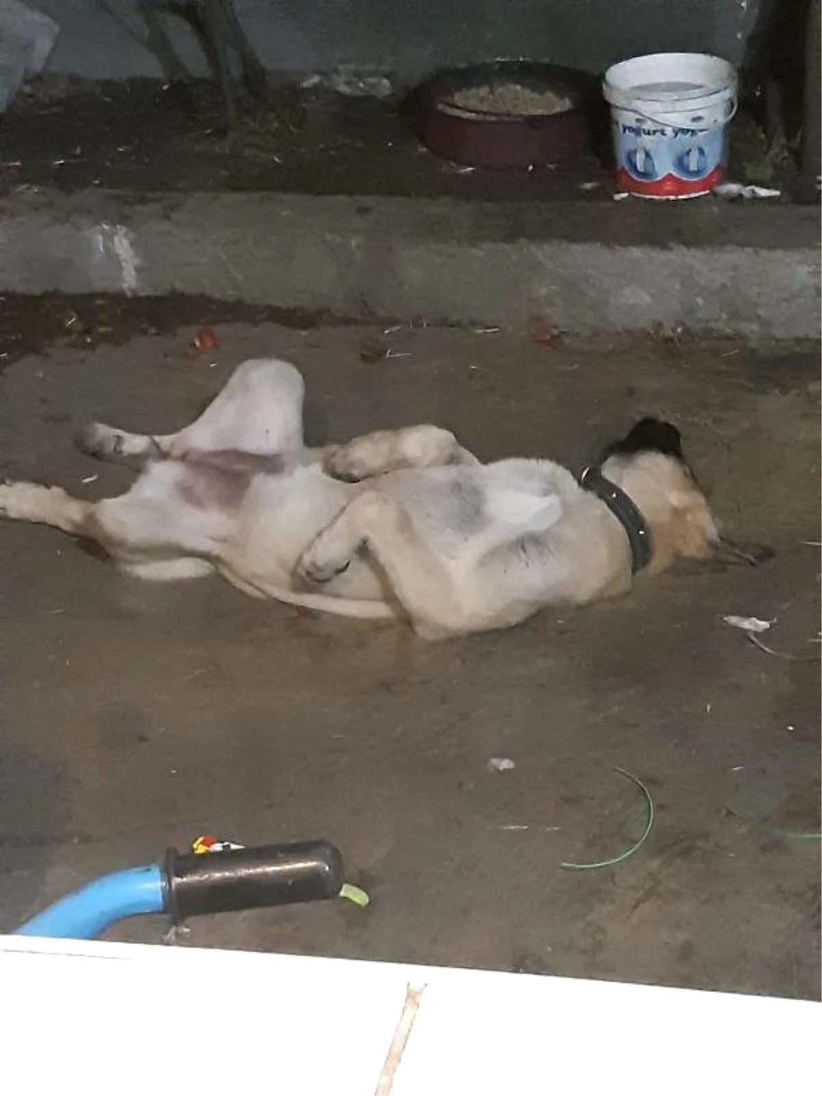 Ölen Köpeğin Ardından Çifte Dram