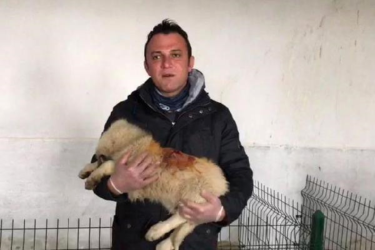 Ölüme Terk Edilen Köpeklerden 3\'ü, Telef Oldu