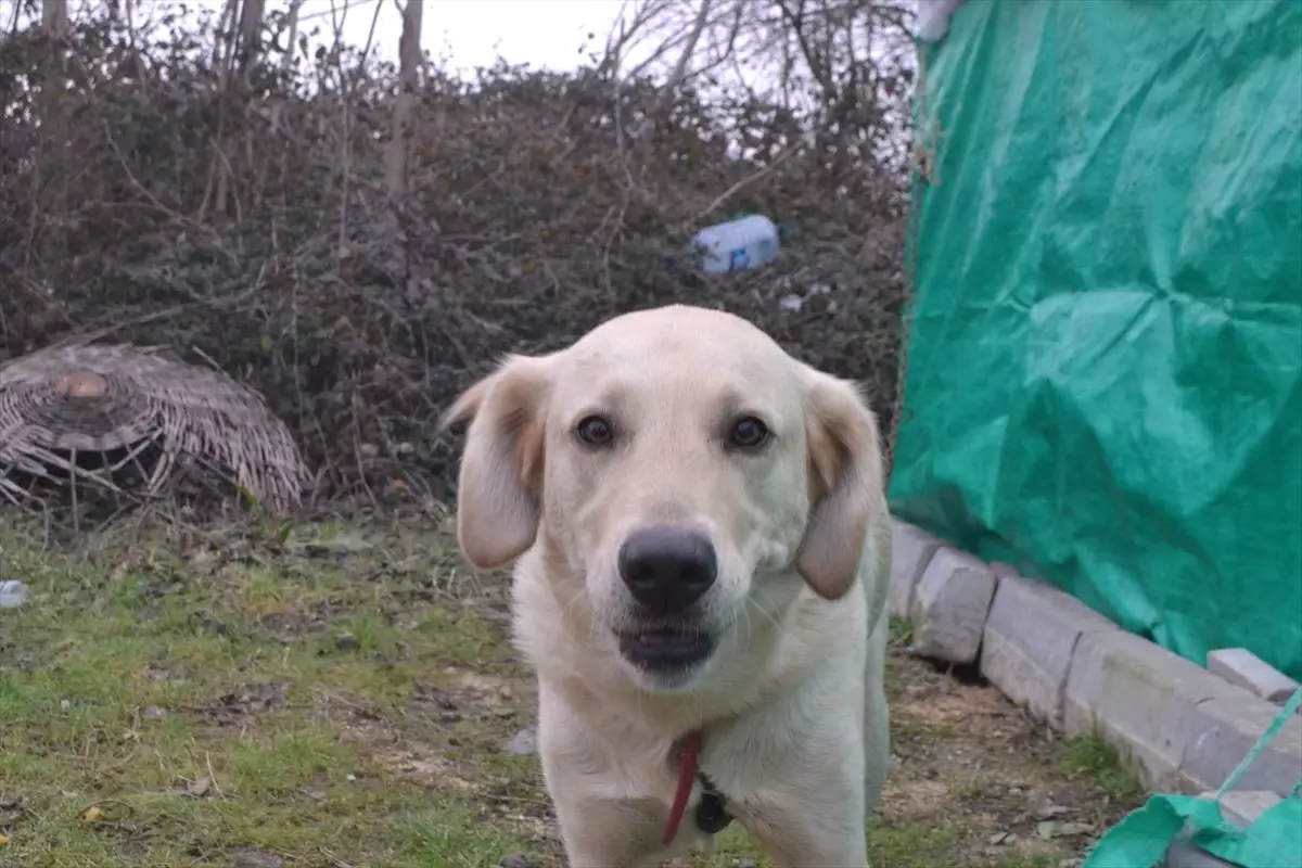 Sahibi Öldürülen Köpeğe Kehayko Sahip Çıktı