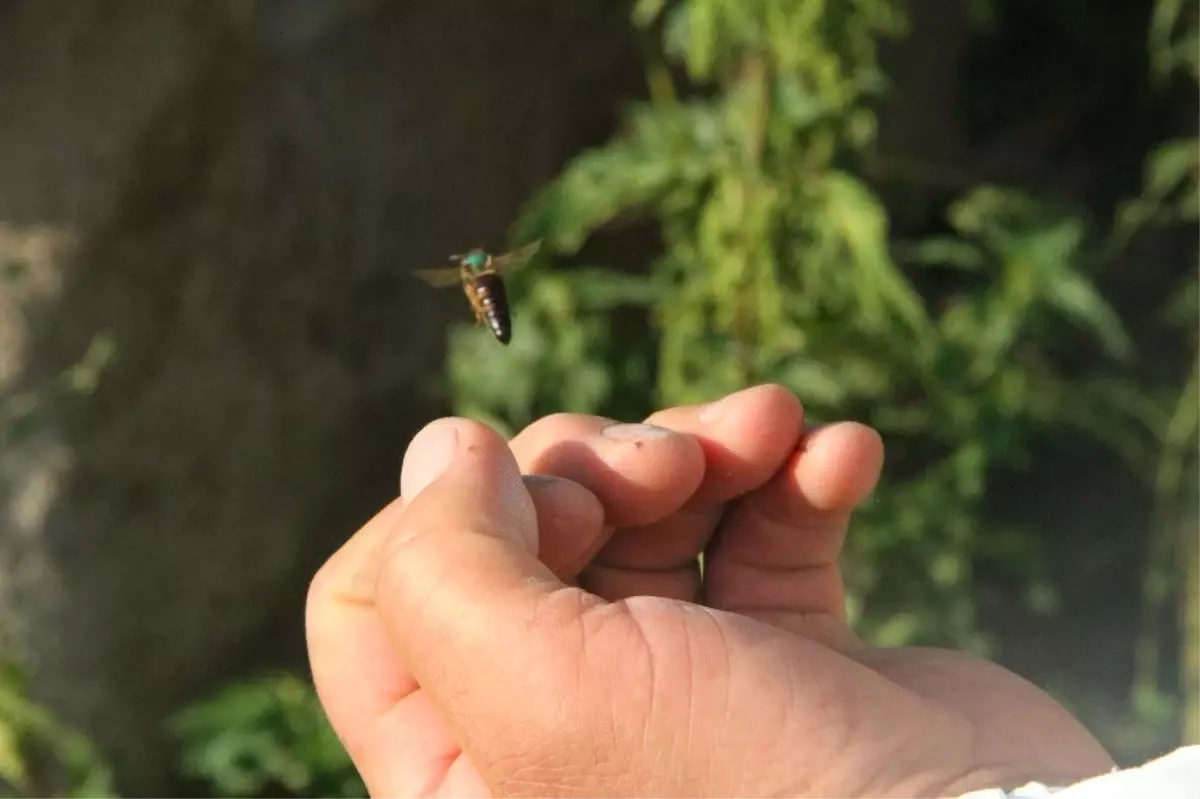 Ardahan Balı Markalaşma Yolunda