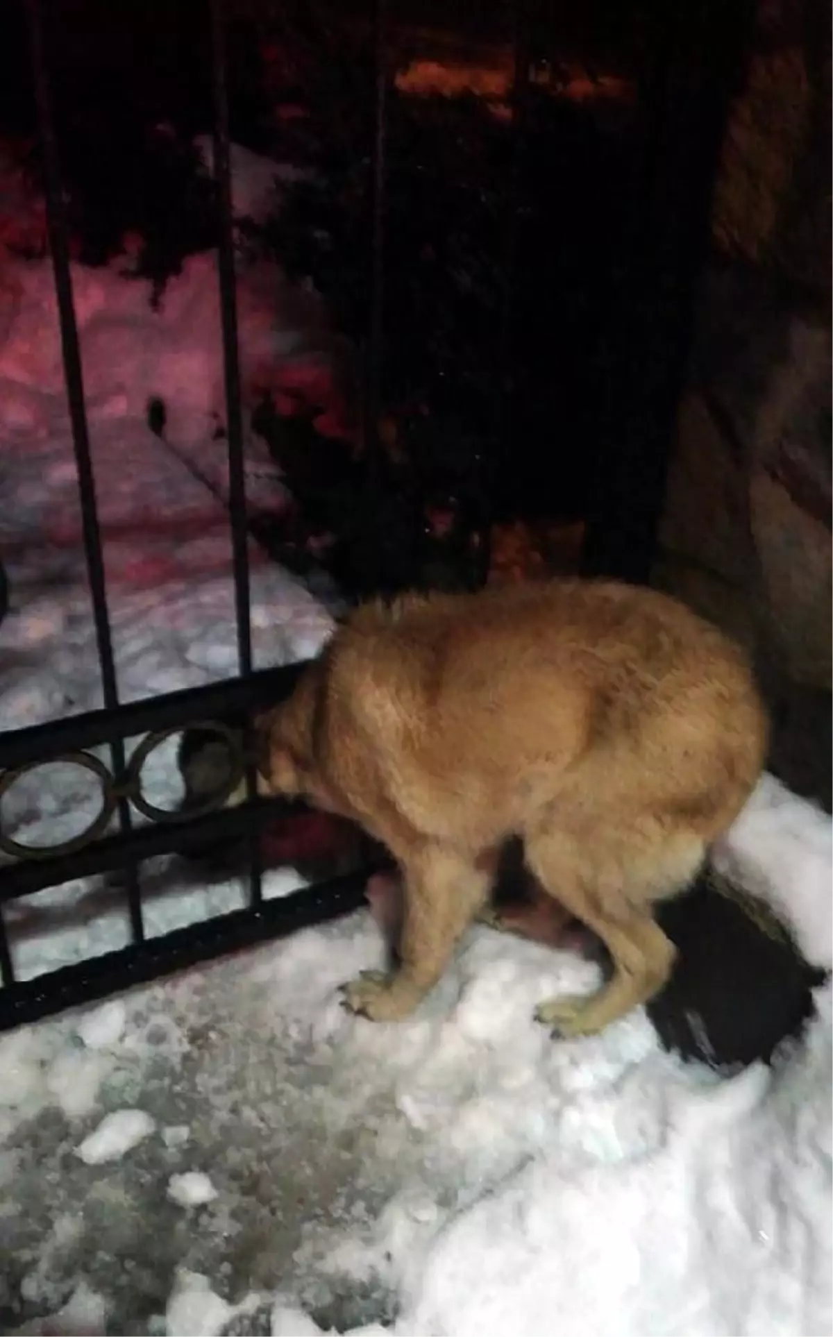 Başı Demir Kapıdaki Halkaya Sıkışan Köpeği İtfaiye Ekibi Kurtardı