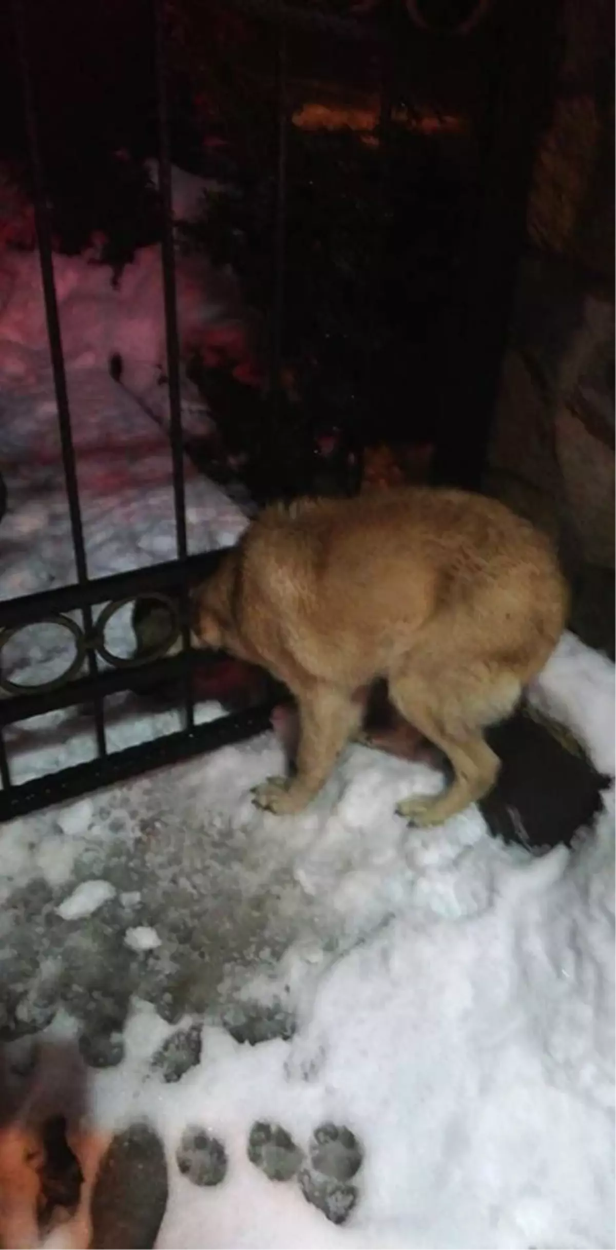 Başı Demir Kapıya Sıkışan Köpeği İtfaiye Kurtardı