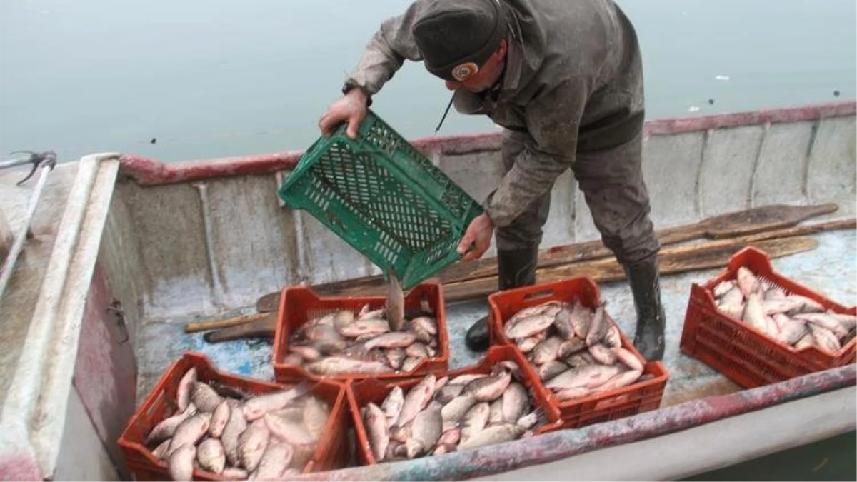 Beyşehir Gölü\'nde Balıkçıların Umudu Çin Sazanı Oldu