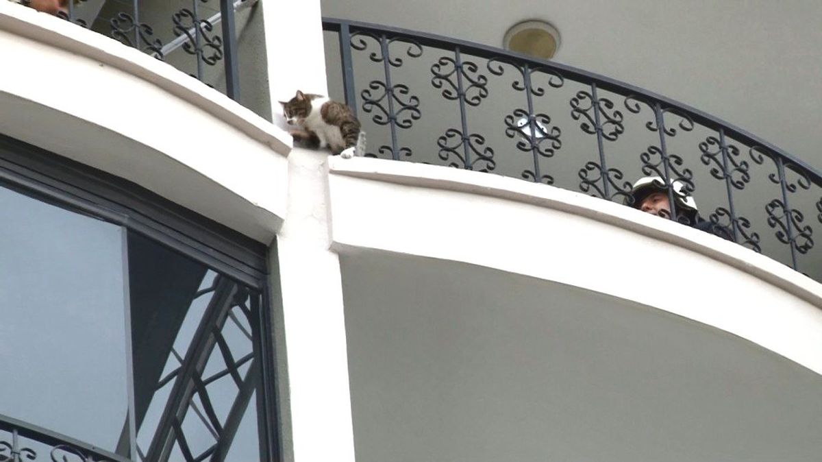 Bursa\'da Nefes Kesen Kedi Kurtarma Operasyonu