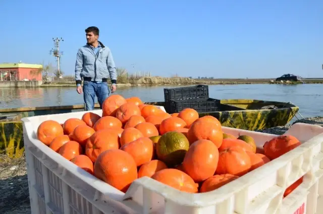 kayÄ±kla mandalina hasadÄ± ile ilgili gÃ¶rsel sonucu