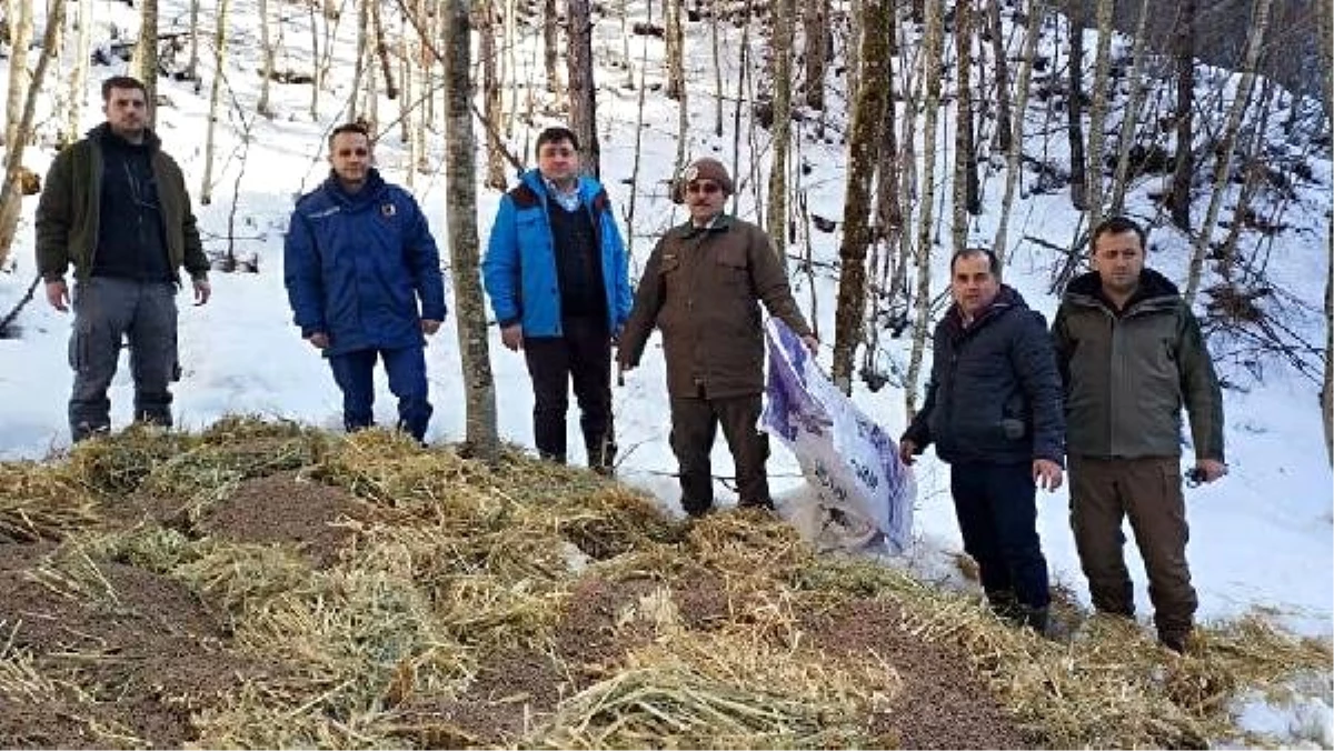 Mengen\'de Yaban Hayvanları İçin Doğaya Yem Bırakıldı