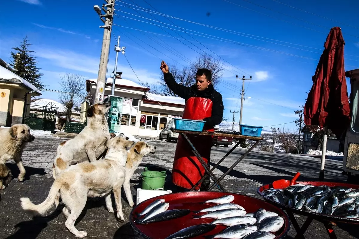 Sokak Köpekleri Seyyar Balıkçının Yolunu Gözlüyor