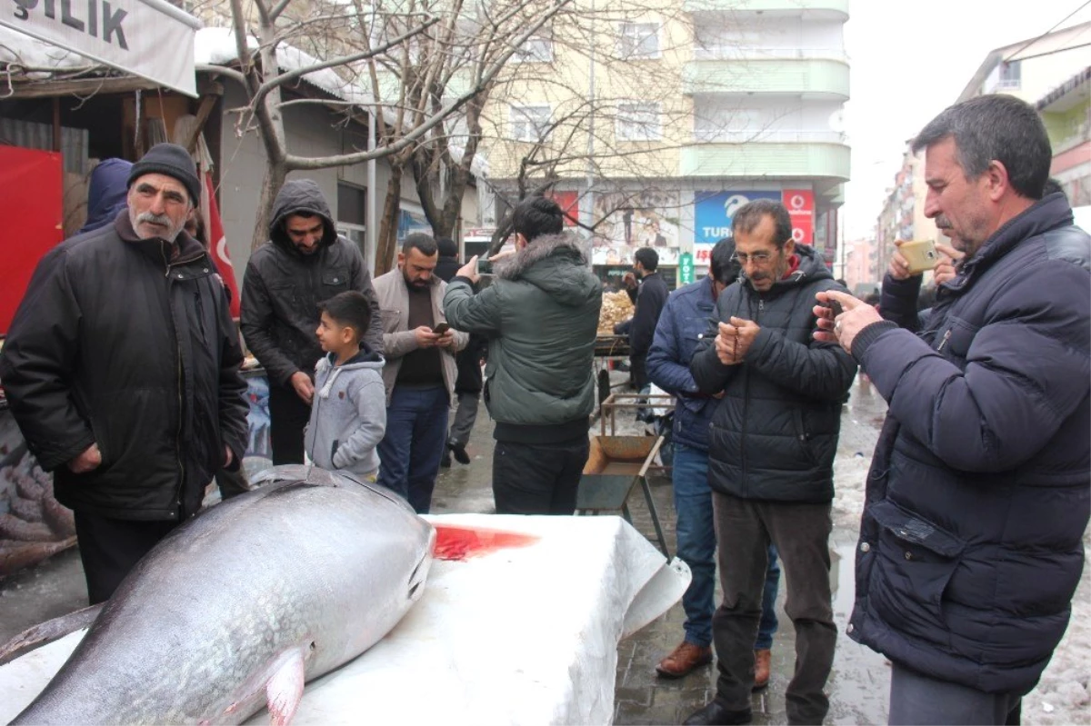 2 Metre 30 Santim ve 250 Kilogram Ağırlığındaki Balığı Görenler, Telefona Sarıldı