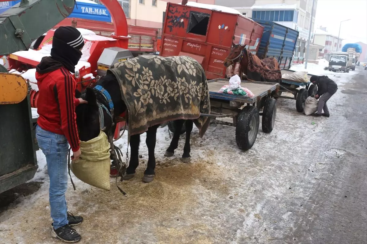 Atlarını Soğuktan Battaniye ile Koruyorlar