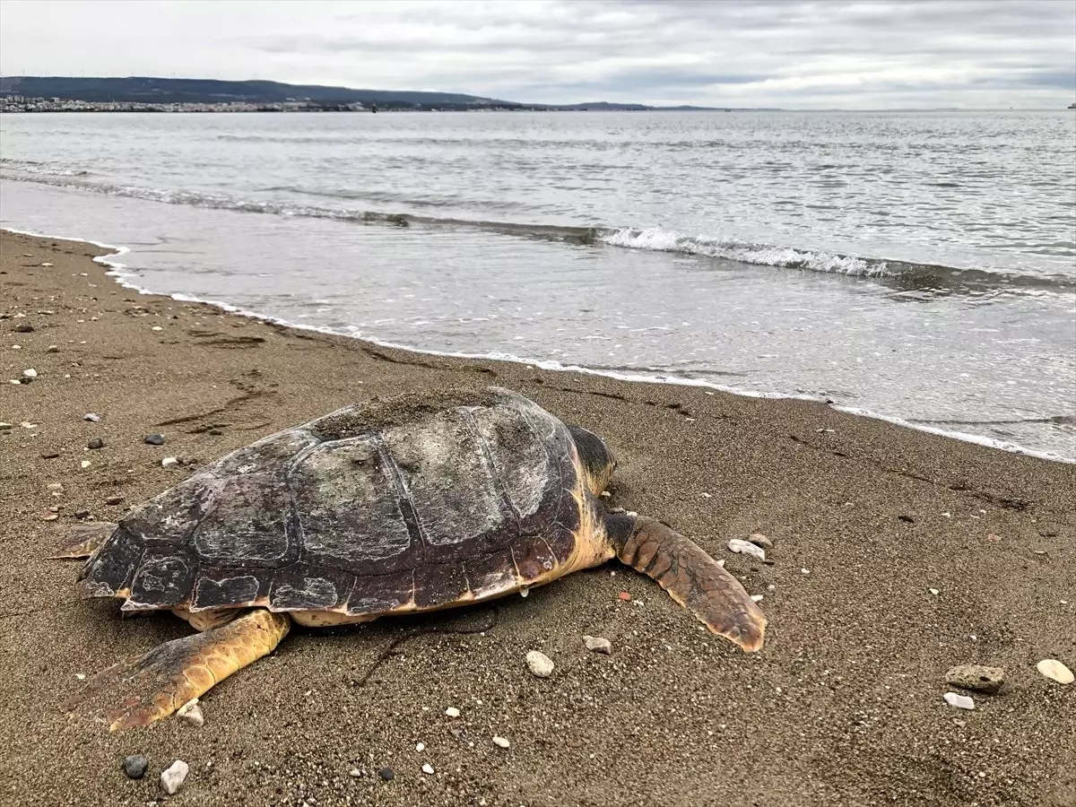 Çanakkale\'de Ölü Caretta Caretta Sahile Vurdu