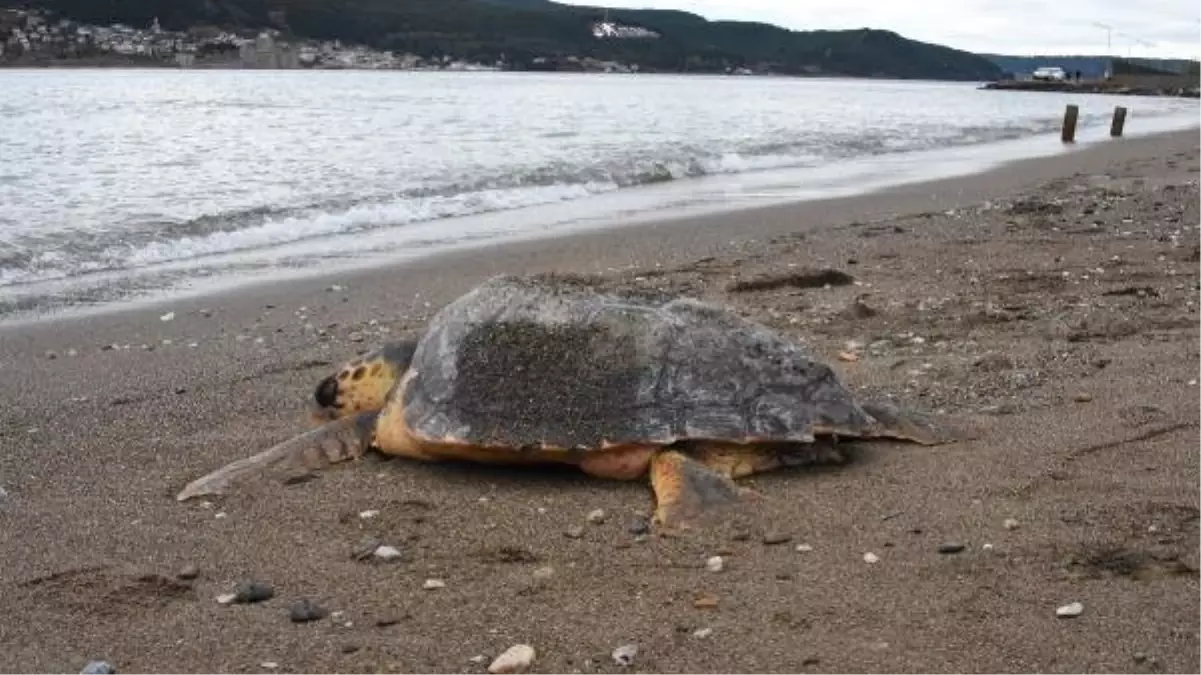 Çanakkale\'de Sahile Ölü Caretta Caretta Vurdu