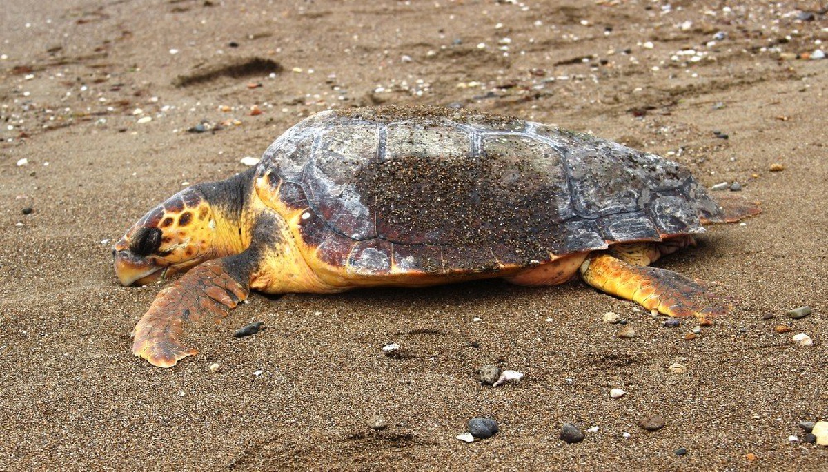Çanakkale\'de Sahile Ölü Caretta Caretta Vurdu