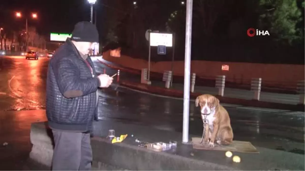 Direğe Bağlanarak Terk Edilen Köpek, Vatandaşlar Tepki Gösterdi