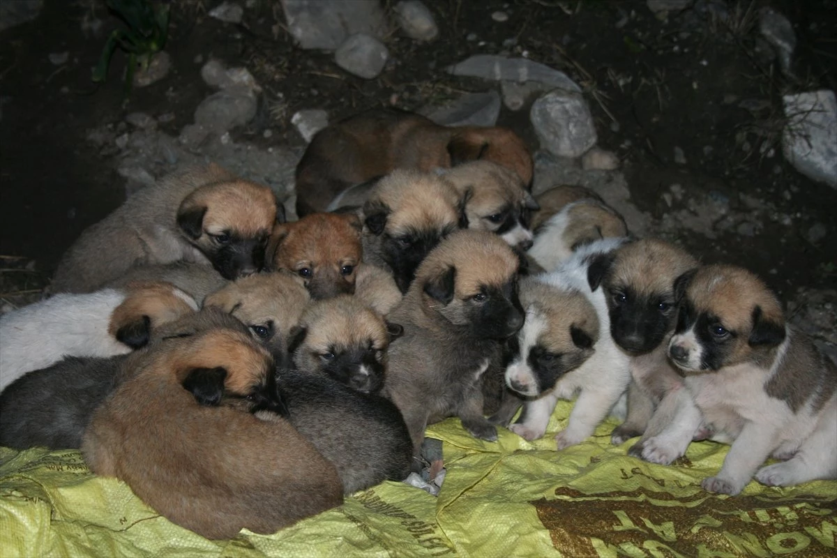 Donmak Üzere Olan 22 Köpek Yavrusu Kurtarıldı