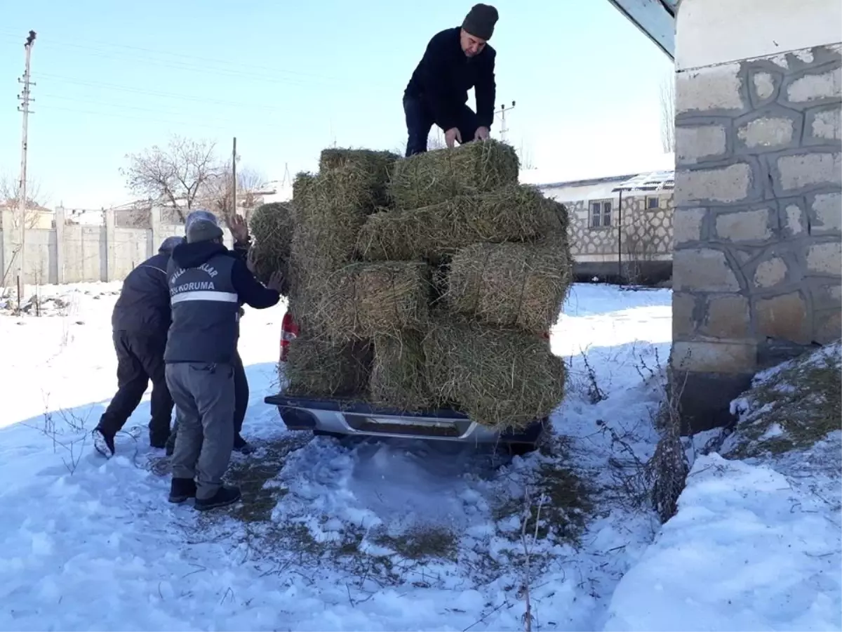 Elazığ\'da Yaban Keçileri İçin Yem Bırakıldı