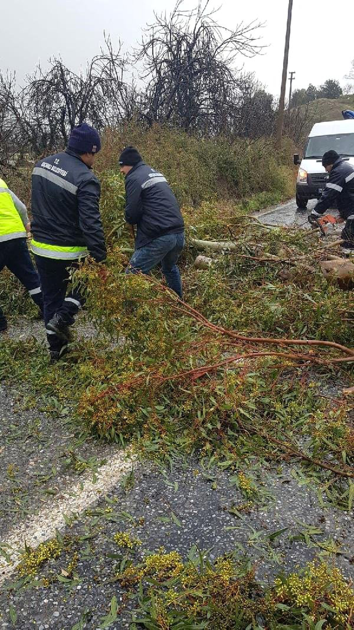 Fırtına Ağaç Devirdi