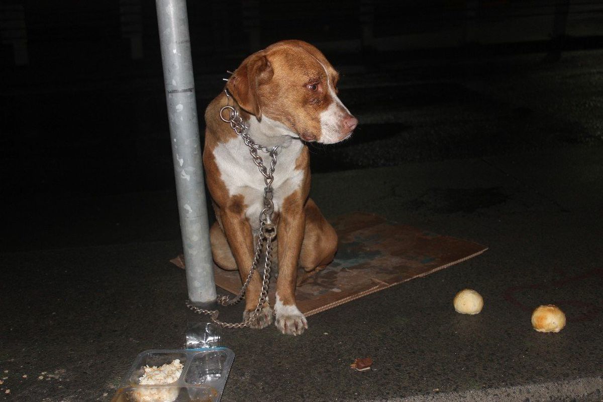 Köpeği Direğe Bağlayarak Terk Ettiler