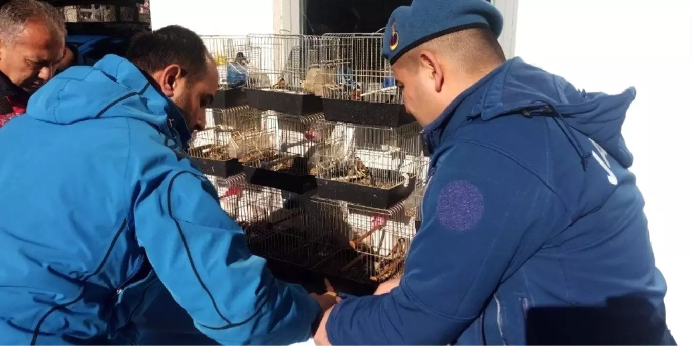 Koruma Altındaki Kuşları Kafeste Besleyen Şahsa Ceza Yağdı