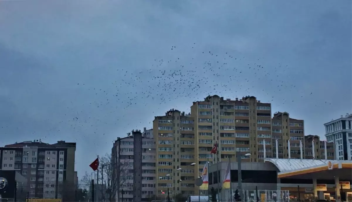 Kuşların Gökyüzünde Dansı, Görsel Şölen Oluşturdu