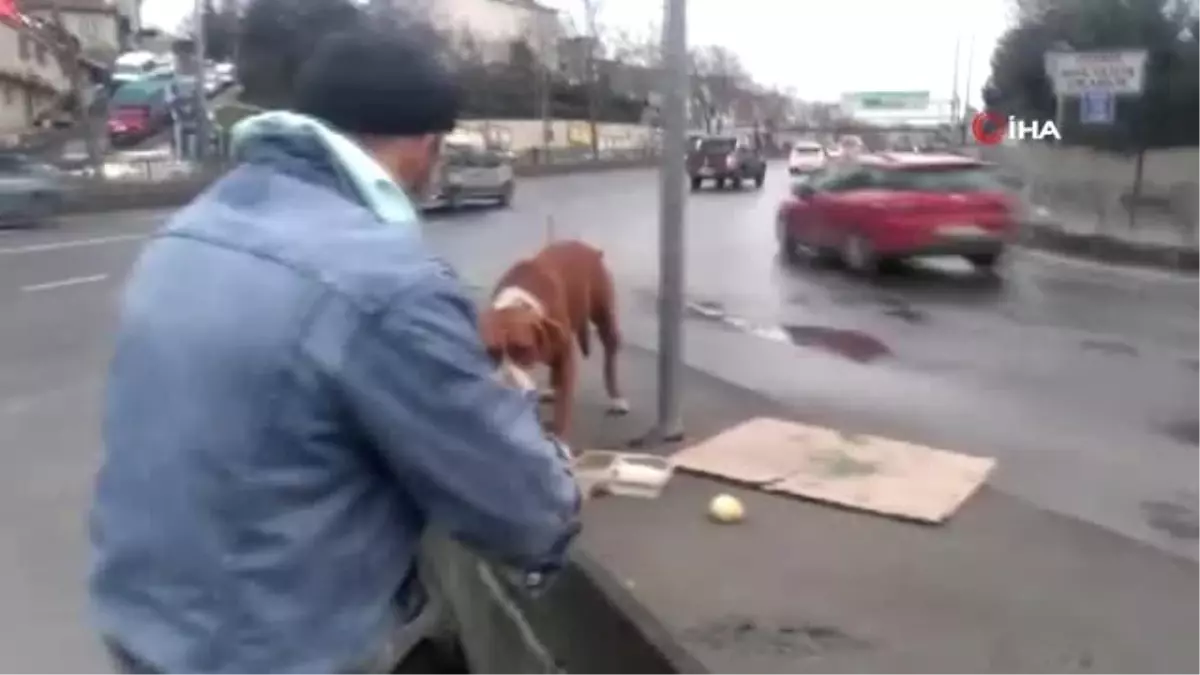 Yol Kenarına Terk Edilen Köpek Belediye Ekipleri Tarafından Rehabilitasyon Merkezine Götürüldü