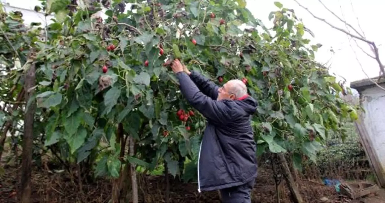 Almanya\'da Görüp Ekmeye Başladığı Meyvenin Kilosunu 10 TL\'den Satıyor