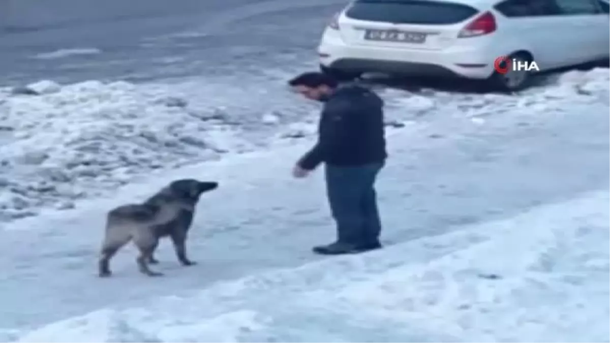 Bingöl\'de Örnek Davranış, Sokak Köpeğini Eliyle Besledi