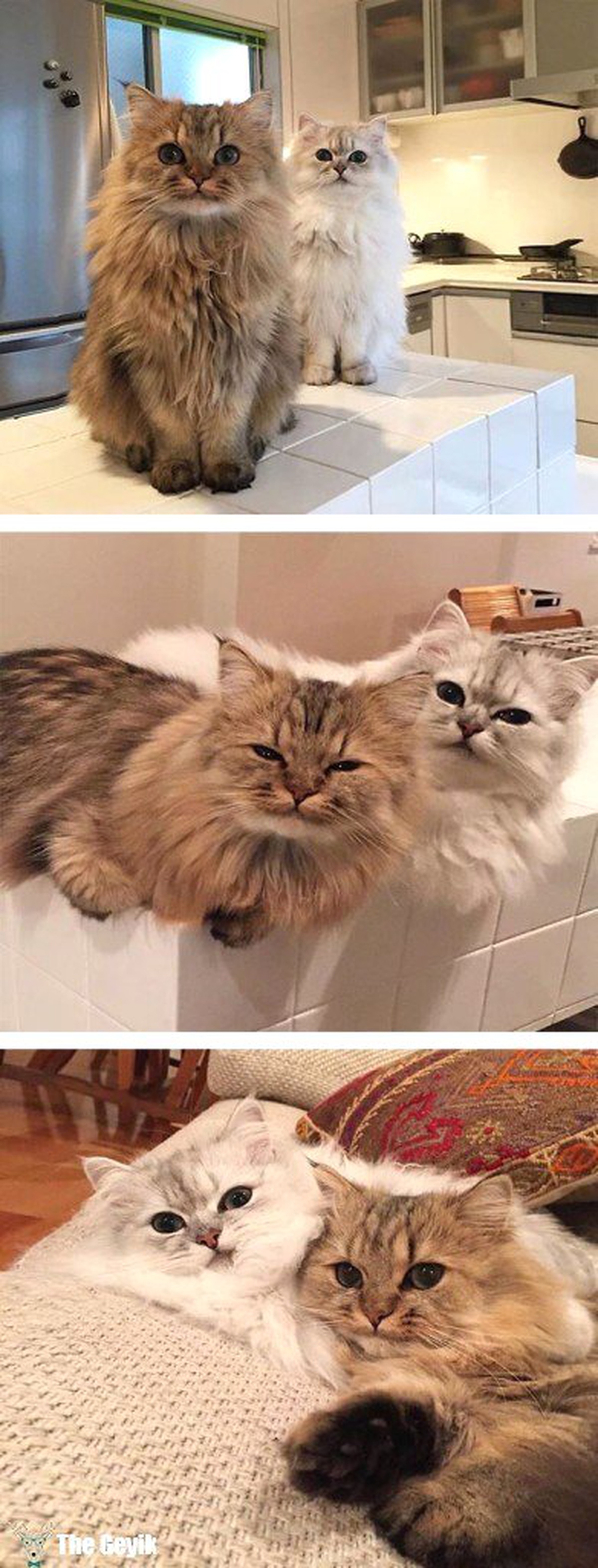 Dünyanın En Yumuşak Tüyüne Sahip Tam Sarılmalık 15 Kedi
