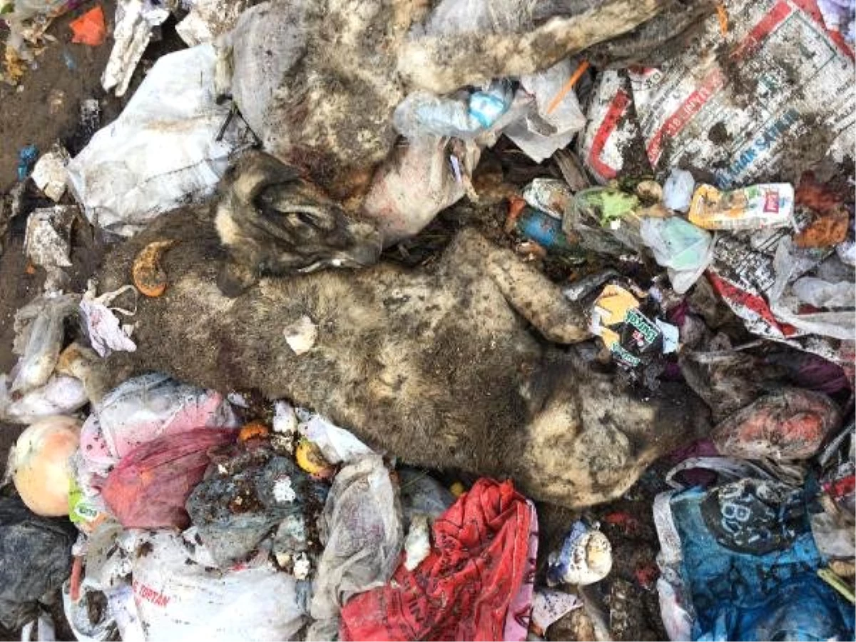Isparta\'da, Çöplükte 12 Köpek Ölüsü Bulundu