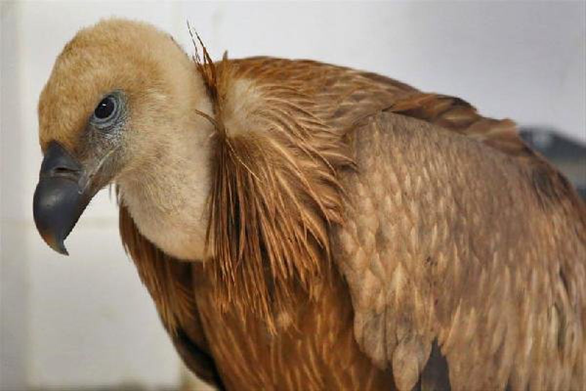 Nesli Tehlike Altındaki Kızıl Akbaba, Tedavi Edilip Doğaya Salındı
