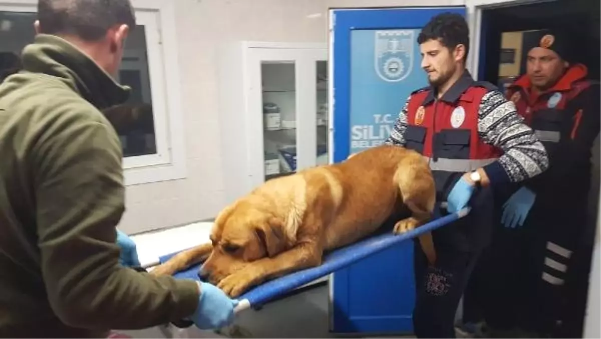 Silivri\'de Sokak Köpeği Tüfekle Vuruldu