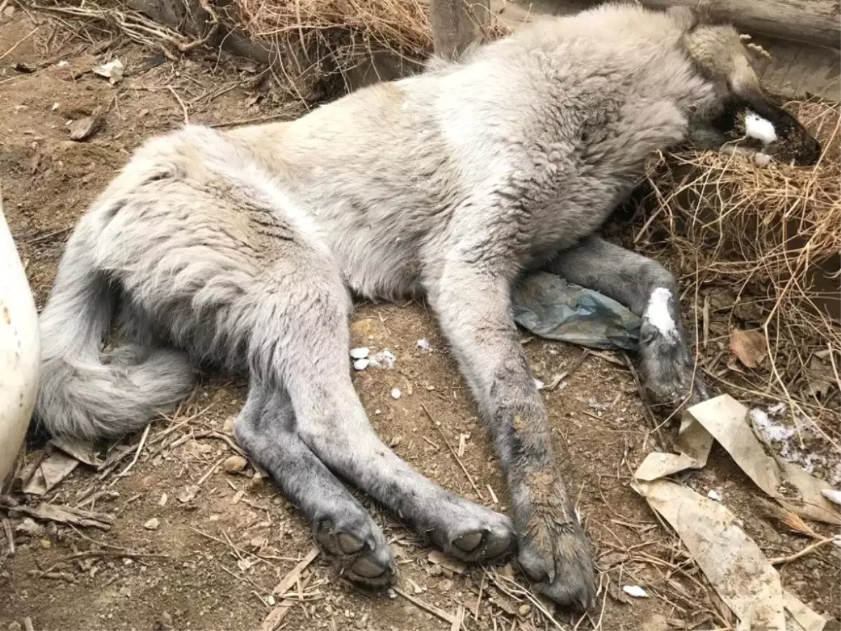 Yüksekova\'da Köpek Donduran Soğuklar