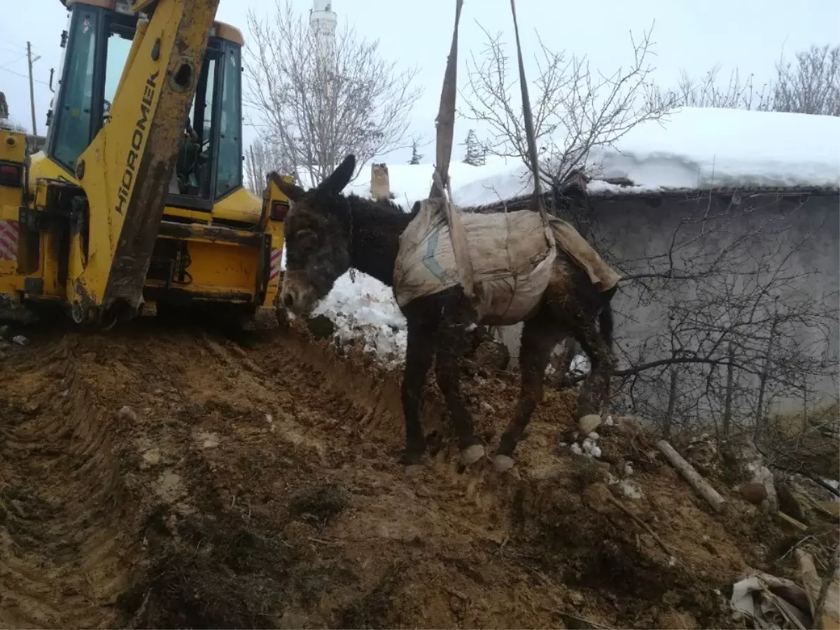 Afad Ekipleri Mahsur Kalan Eşeği Kurtardı