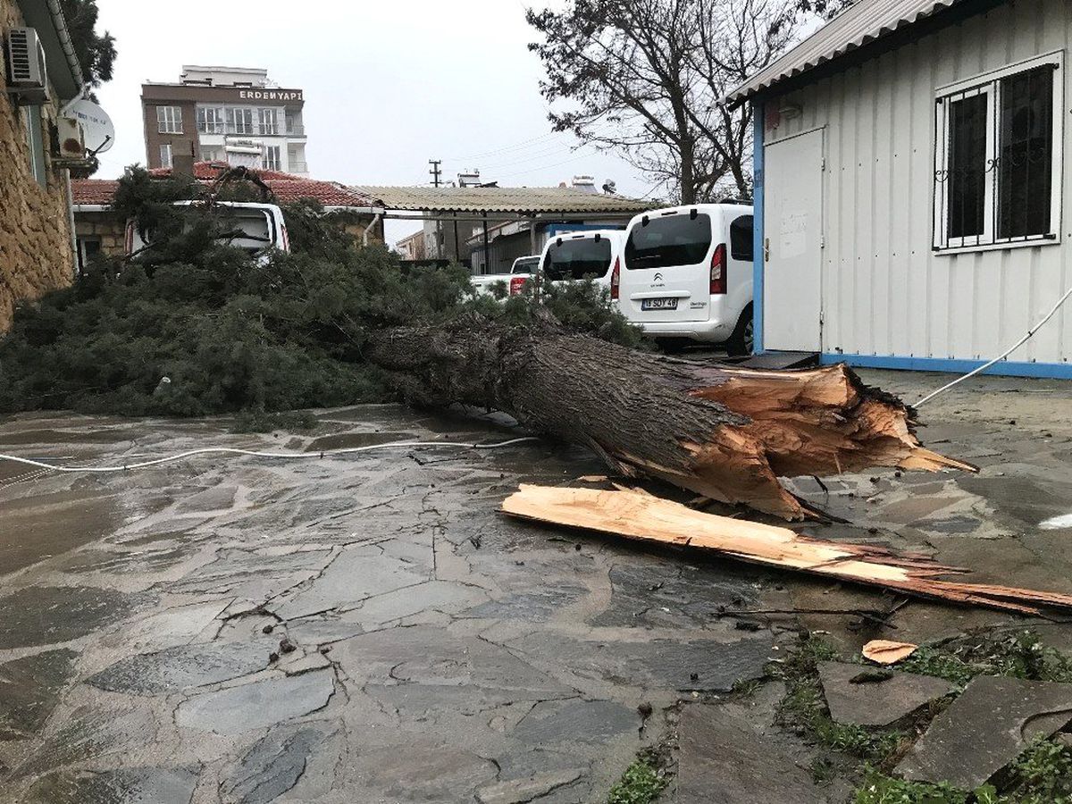 Ayvacık\'ta Şiddetli Rüzgar Ağaç Devirdi